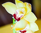 La Belle Fleur Floral Arrangements